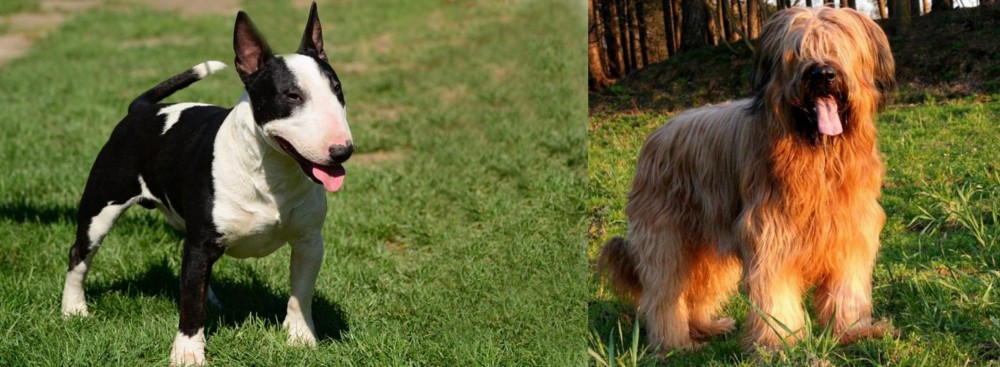Briard vs Bull Terrier Miniature - Breed Comparison