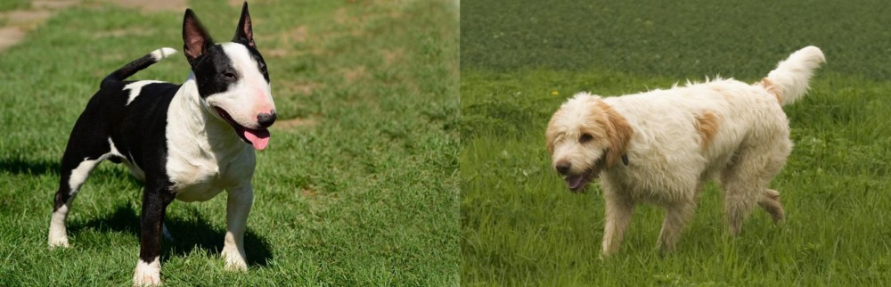 Briquet Griffon Vendeen vs Bull Terrier Miniature - Breed Comparison