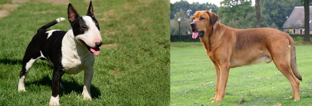 Broholmer vs Bull Terrier Miniature - Breed Comparison