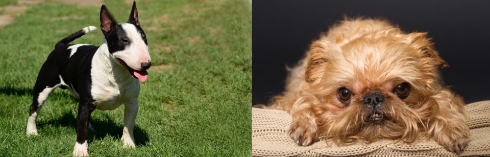 Brug vs Bull Terrier Miniature - Breed Comparison