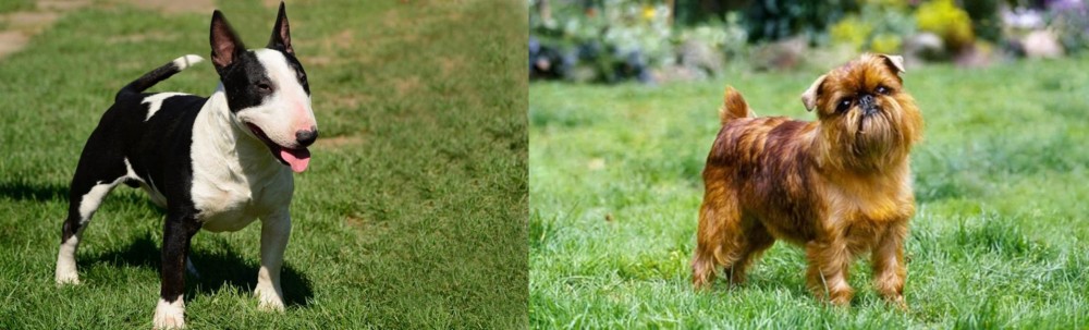 Brussels Griffon vs Bull Terrier Miniature - Breed Comparison