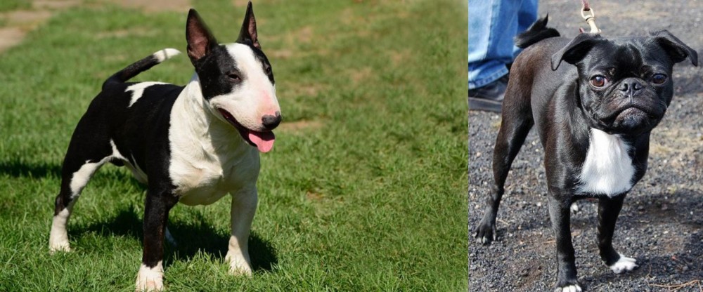 Bugg vs Bull Terrier Miniature - Breed Comparison