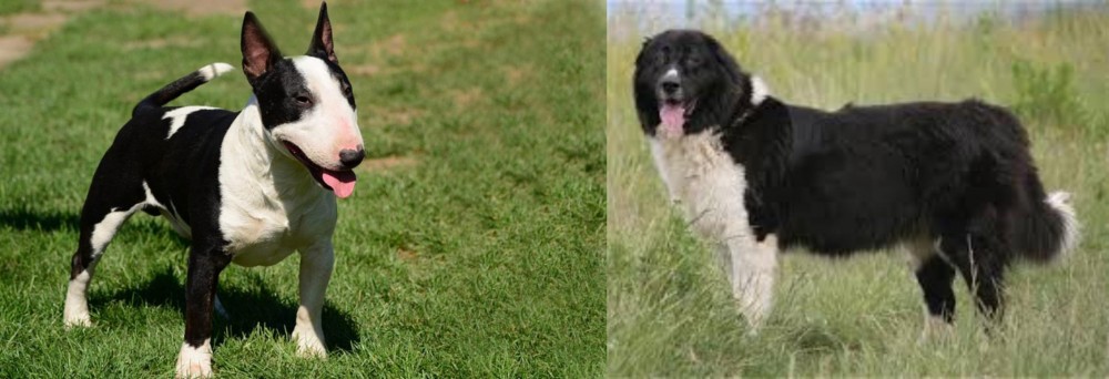 Bulgarian Shepherd vs Bull Terrier Miniature - Breed Comparison