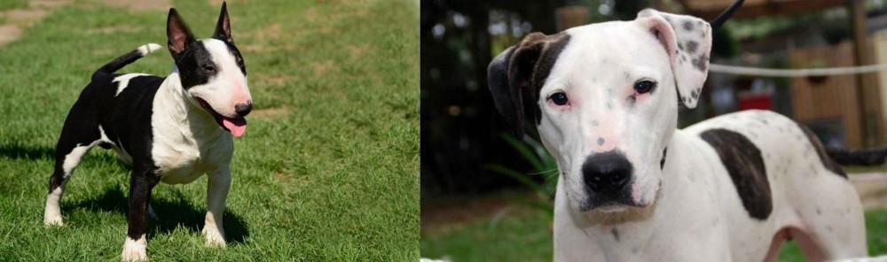 Bull Arab vs Bull Terrier Miniature - Breed Comparison