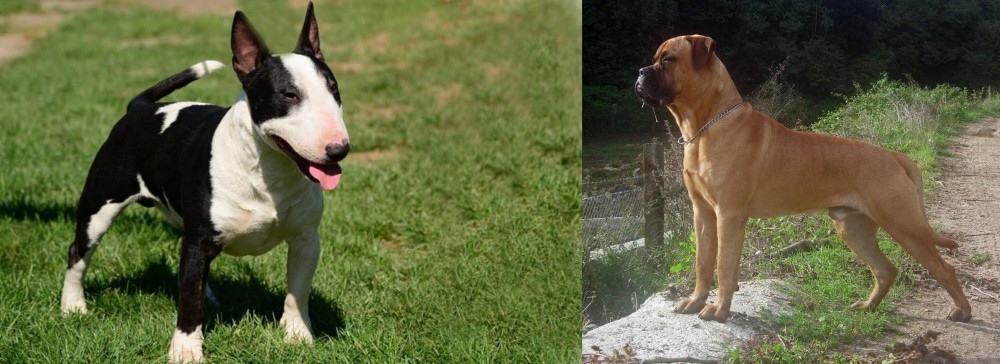 Bullmastiff vs Bull Terrier Miniature - Breed Comparison