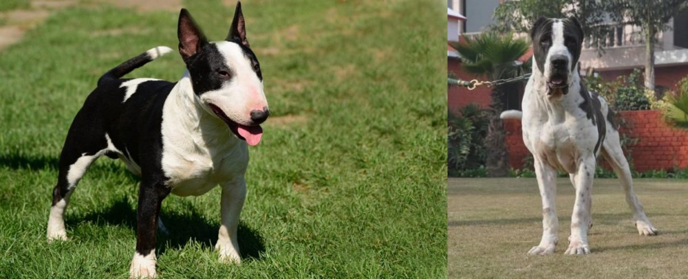 Bully Kutta vs Bull Terrier Miniature - Breed Comparison