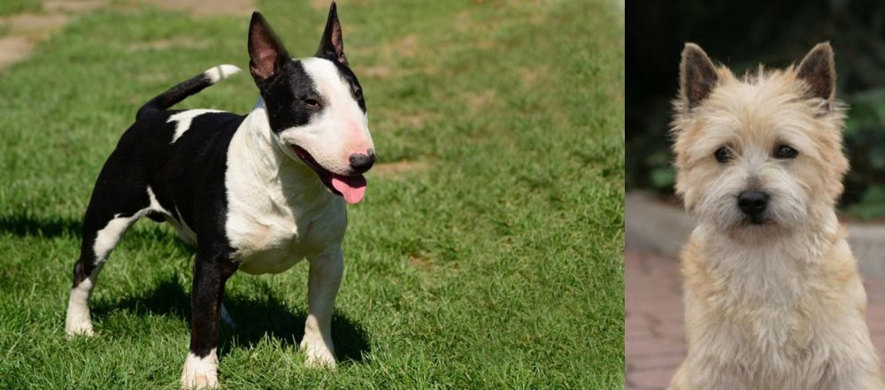 Cairn Terrier vs Bull Terrier Miniature - Breed Comparison