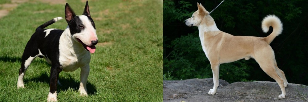 Canaan Dog vs Bull Terrier Miniature - Breed Comparison