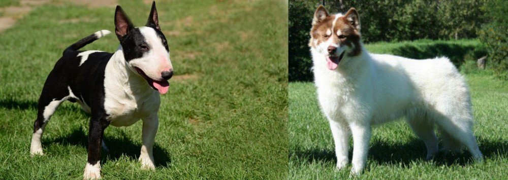 Canadian Eskimo Dog vs Bull Terrier Miniature - Breed Comparison