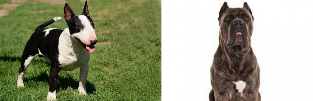 Cane Corso vs Bull Terrier Miniature - Breed Comparison