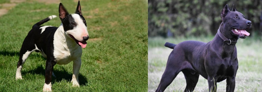 Canis Panther vs Bull Terrier Miniature - Breed Comparison