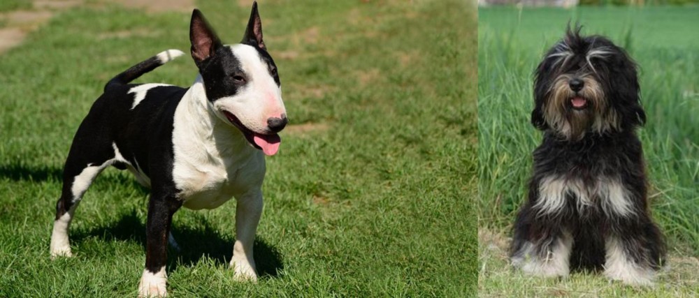 Cao da Serra de Aires vs Bull Terrier Miniature - Breed Comparison