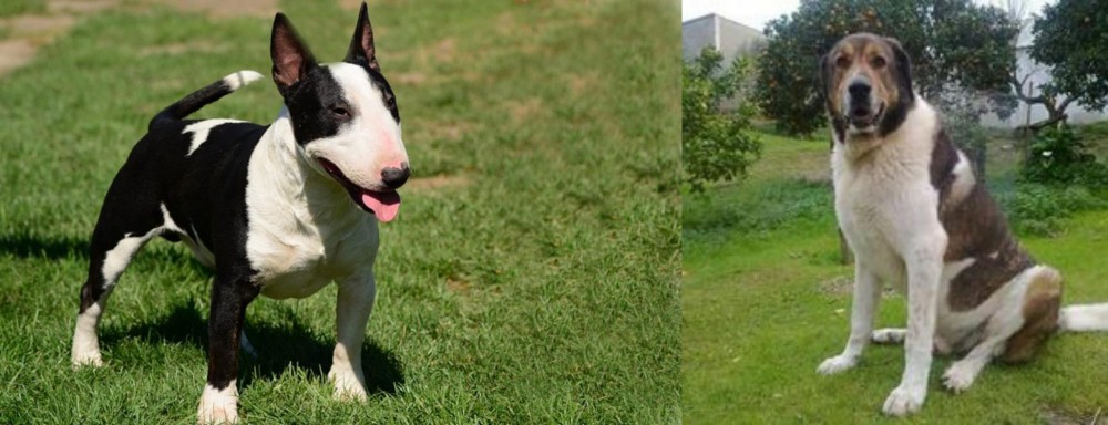 Cao de Gado Transmontano vs Bull Terrier Miniature - Breed Comparison