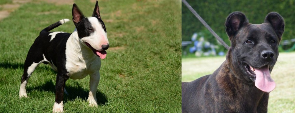 Cao Fila de Sao Miguel vs Bull Terrier Miniature - Breed Comparison