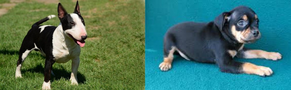 Carlin Pinscher vs Bull Terrier Miniature - Breed Comparison