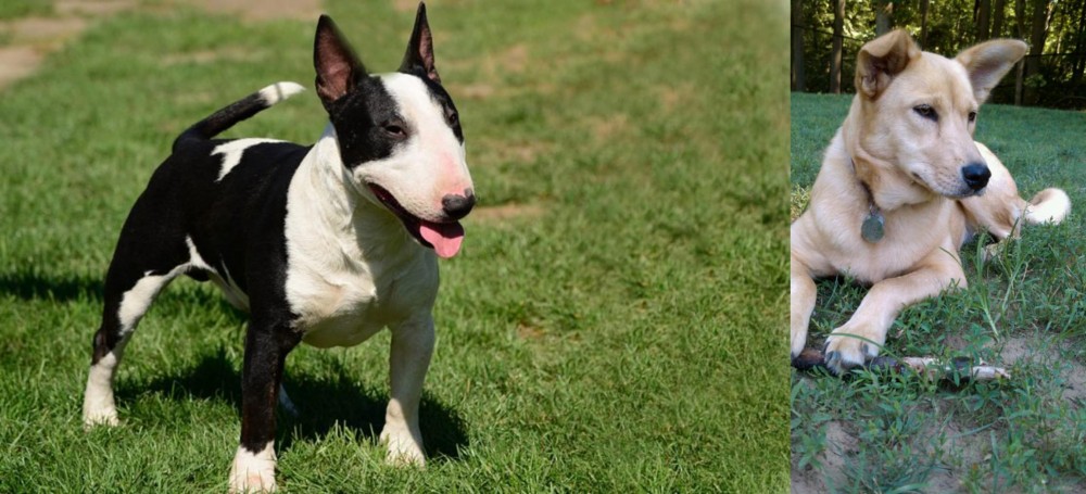 Carolina Dog vs Bull Terrier Miniature - Breed Comparison