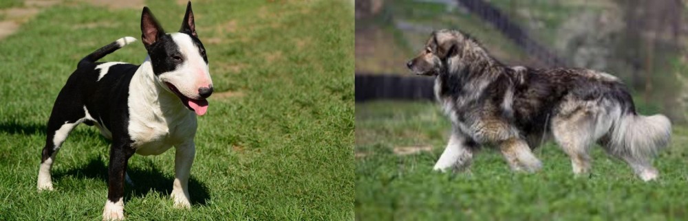 Carpatin vs Bull Terrier Miniature - Breed Comparison