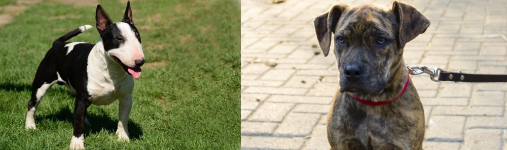 Catahoula Bulldog vs Bull Terrier Miniature - Breed Comparison