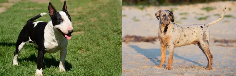 Catahoula Cur vs Bull Terrier Miniature - Breed Comparison