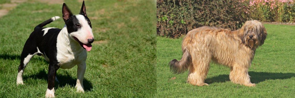 Catalan Sheepdog vs Bull Terrier Miniature - Breed Comparison