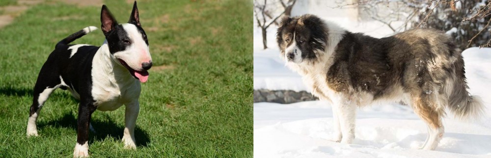 Caucasian Shepherd vs Bull Terrier Miniature - Breed Comparison