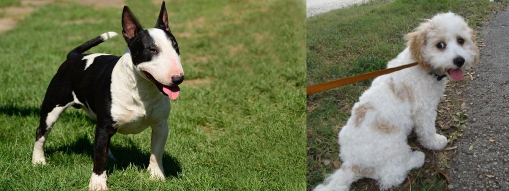 Cavachon vs Bull Terrier Miniature - Breed Comparison