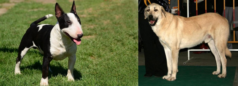 Central Anatolian Shepherd vs Bull Terrier Miniature - Breed Comparison