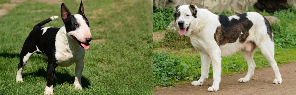 Central Asian Shepherd vs Bull Terrier Miniature - Breed Comparison