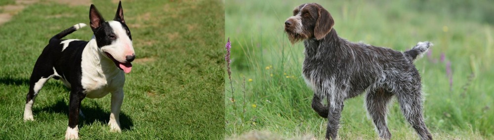 Cesky Fousek vs Bull Terrier Miniature - Breed Comparison