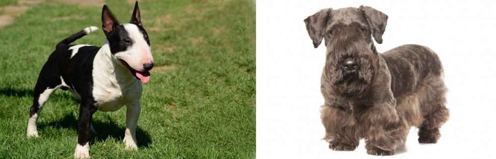 Cesky Terrier vs Bull Terrier Miniature - Breed Comparison