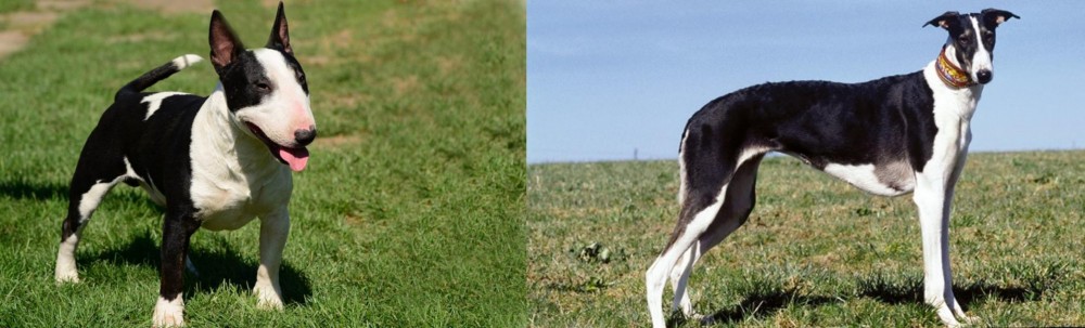 Chart Polski vs Bull Terrier Miniature - Breed Comparison