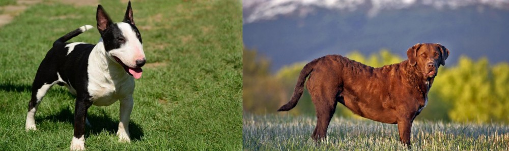Chesapeake Bay Retriever vs Bull Terrier Miniature - Breed Comparison