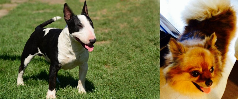 Chiapom vs Bull Terrier Miniature - Breed Comparison
