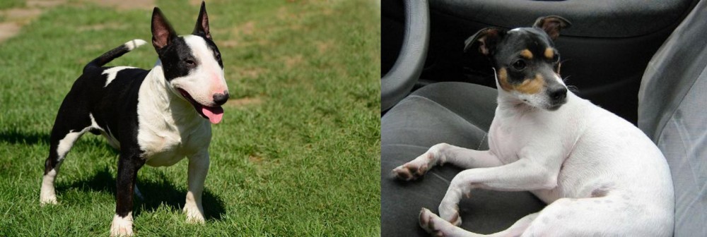 Chilean Fox Terrier vs Bull Terrier Miniature - Breed Comparison