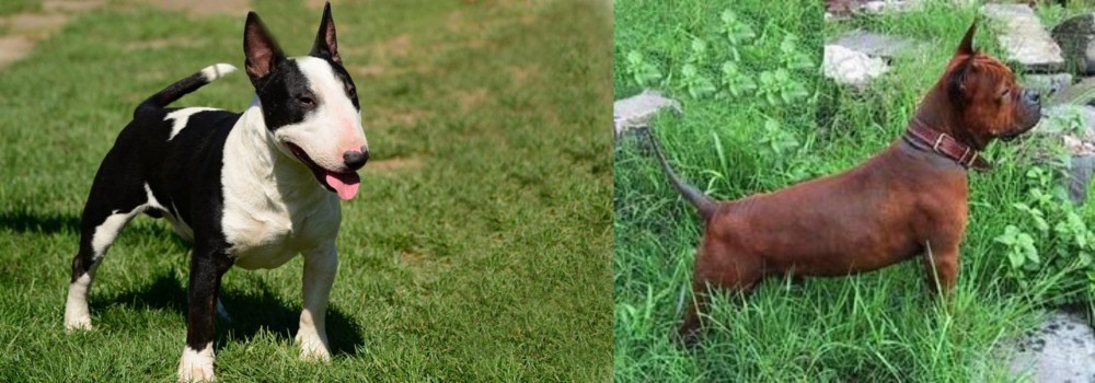 Chinese Chongqing Dog vs Bull Terrier Miniature - Breed Comparison