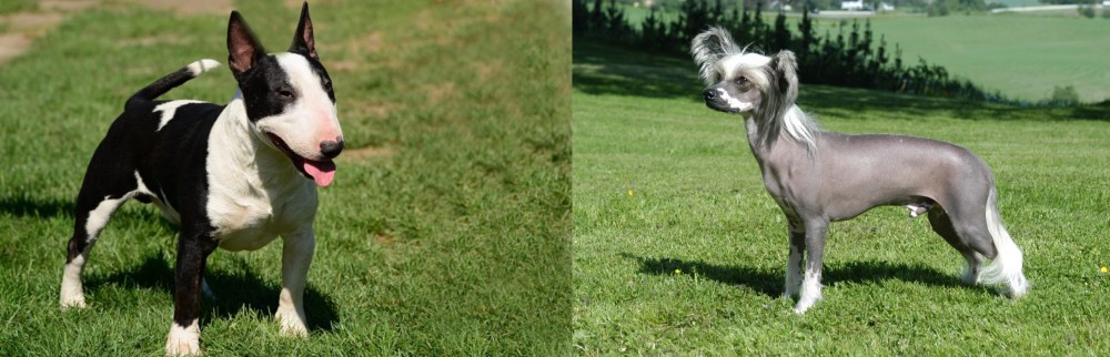 Chinese Crested Dog vs Bull Terrier Miniature - Breed Comparison