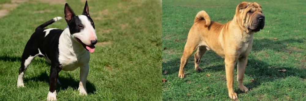 Chinese Shar Pei vs Bull Terrier Miniature - Breed Comparison