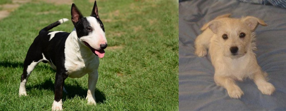 Chipoo vs Bull Terrier Miniature - Breed Comparison