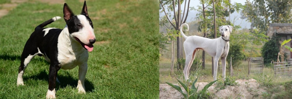 Chippiparai vs Bull Terrier Miniature - Breed Comparison