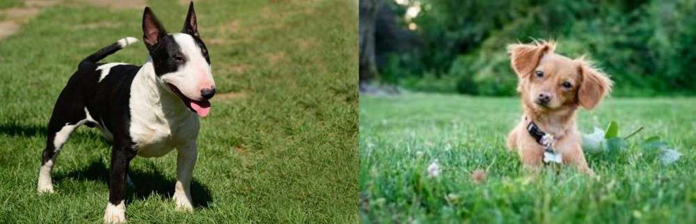 Chiweenie vs Bull Terrier Miniature - Breed Comparison