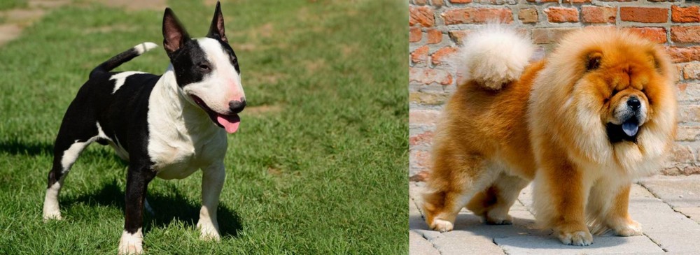 Chow Chow vs Bull Terrier Miniature - Breed Comparison