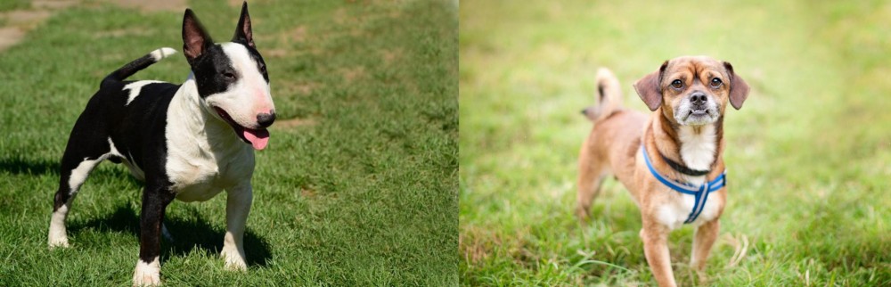 Chug vs Bull Terrier Miniature - Breed Comparison