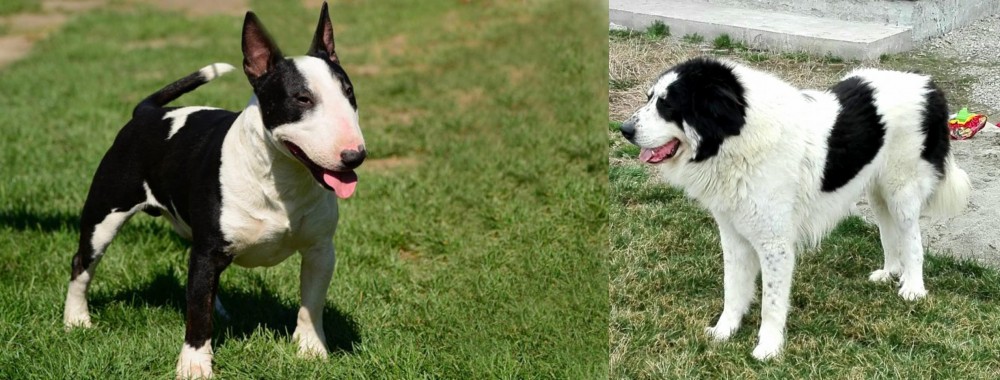 Ciobanesc de Bucovina vs Bull Terrier Miniature - Breed Comparison