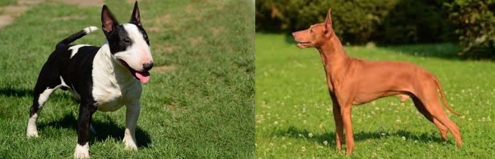 Cirneco dell'Etna vs Bull Terrier Miniature - Breed Comparison