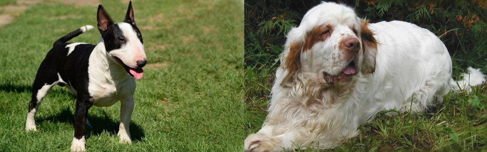 Clumber Spaniel vs Bull Terrier Miniature - Breed Comparison