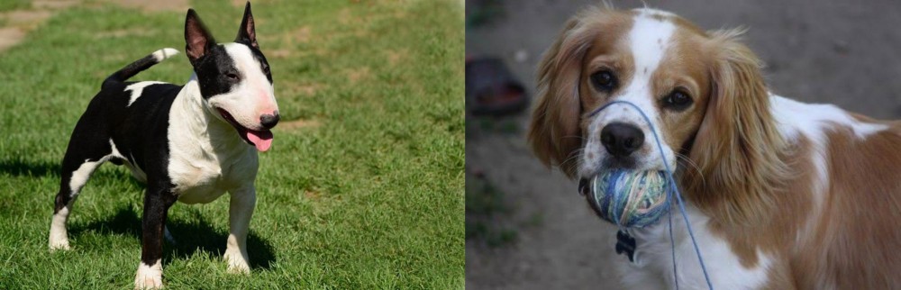 Cockalier vs Bull Terrier Miniature - Breed Comparison