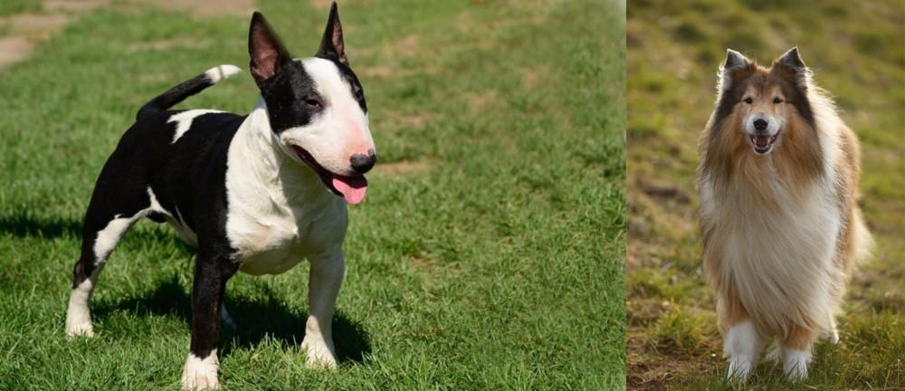 Collie vs Bull Terrier Miniature - Breed Comparison
