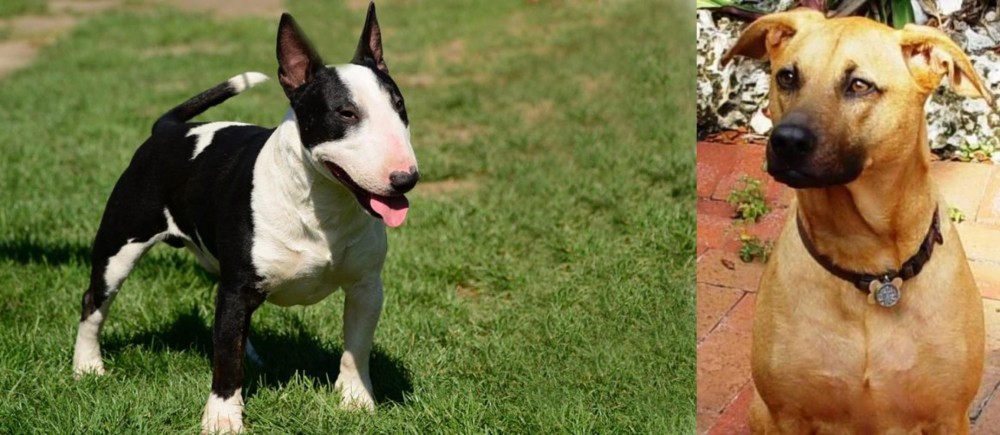 Combai vs Bull Terrier Miniature - Breed Comparison