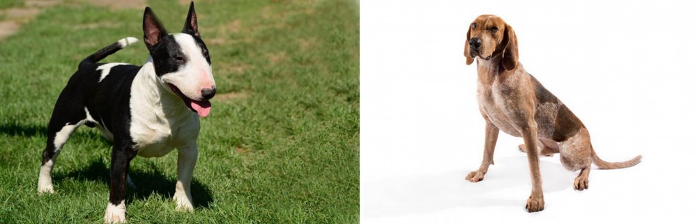 Coonhound vs Bull Terrier Miniature - Breed Comparison