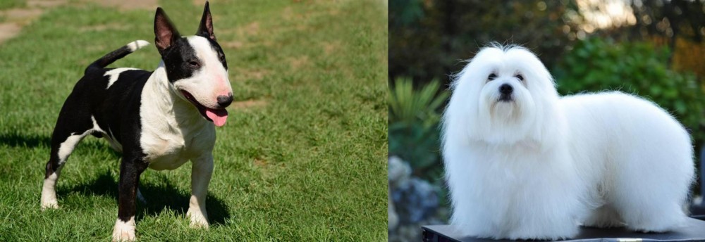 Coton De Tulear vs Bull Terrier Miniature - Breed Comparison